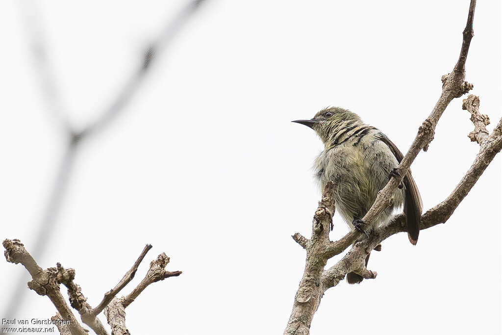 Banded Green Sunbird female adult, habitat, pigmentation