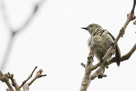 Banded Green Sunbird