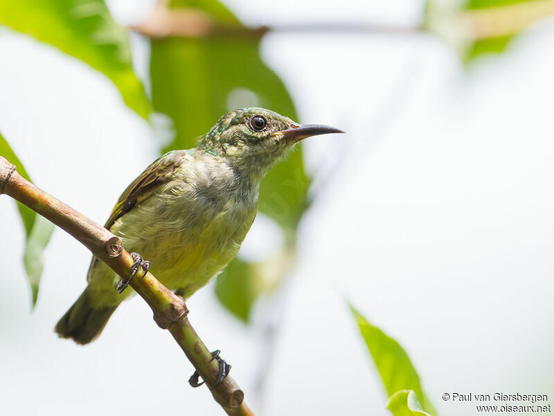 Collared Sunbird