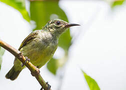 Collared Sunbird