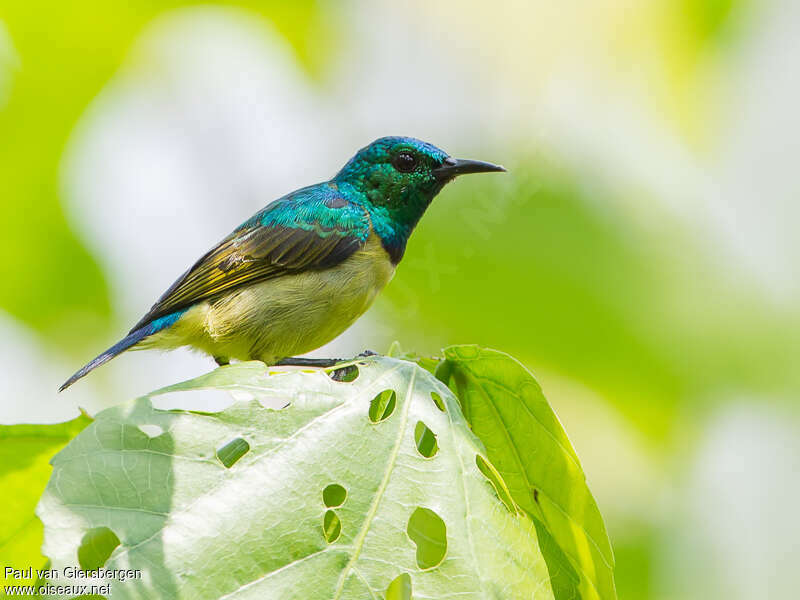 Souimanga à collier mâle adulte, identification