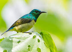 Collared Sunbird