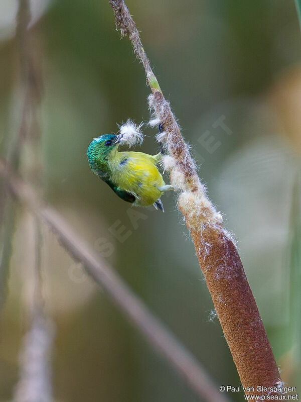 Collared Sunbird