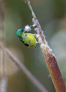 Collared Sunbird