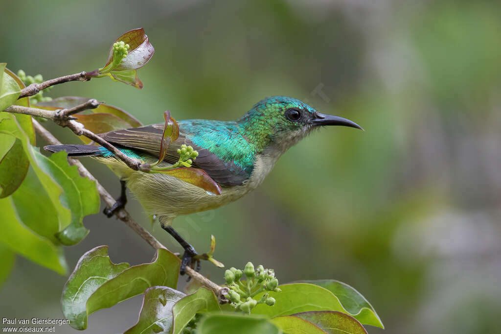 Collared Sunbird female adult, identification