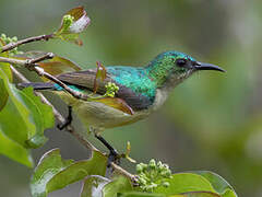 Collared Sunbird