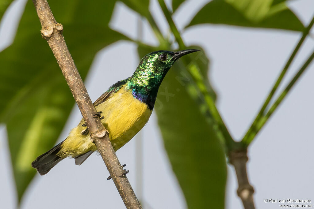 Collared Sunbird male adult