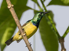 Collared Sunbird