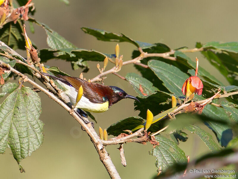 Purple-rumped Sunbird