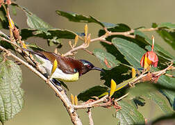 Purple-rumped Sunbird