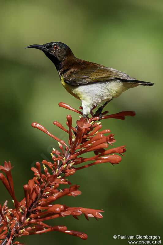 Purple-rumped Sunbird male adult