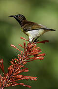 Purple-rumped Sunbird