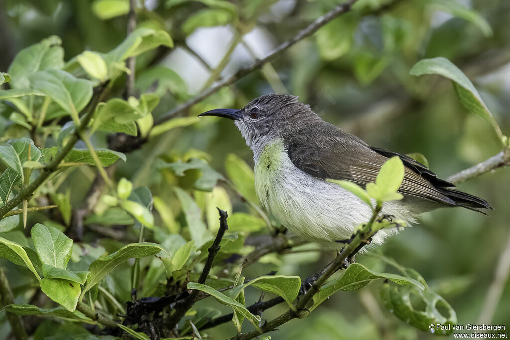 Purple-rumped Sunbird female adult