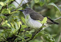 Purple-rumped Sunbird