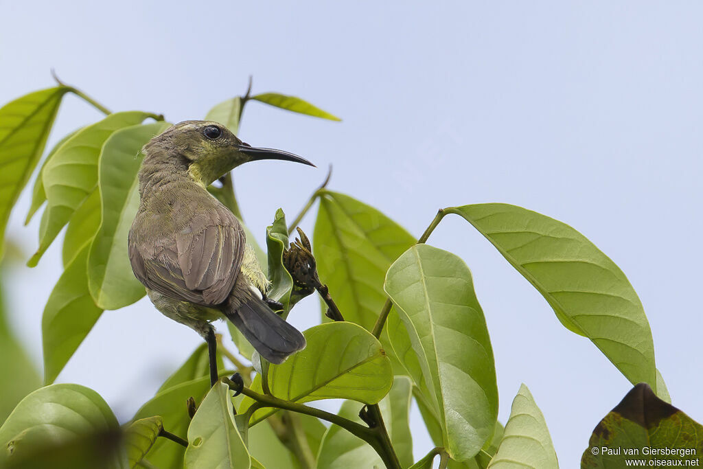 Garden Sunbird female adult