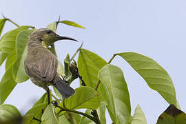 Olive-backed Sunbird