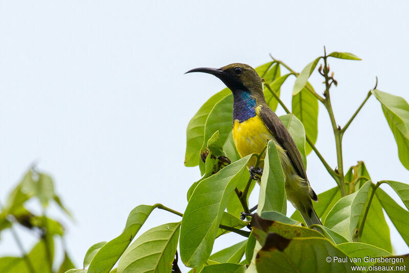 Olive-backed Sunbird