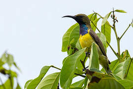 Garden Sunbird