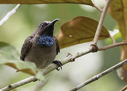 Blue-throated Brown Sunbird