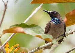 Blue-throated Brown Sunbird