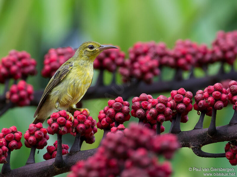 Brown-throated Sunbird