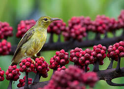 Brown-throated Sunbird