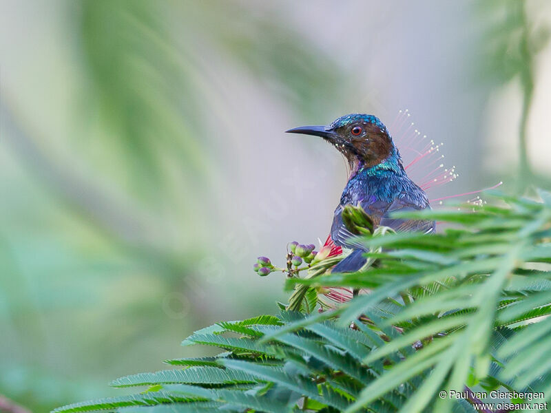 Brown-throated Sunbird