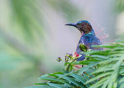 Brown-throated Sunbird