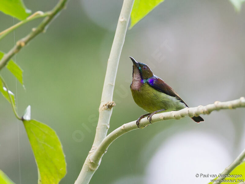 Brown-throated Sunbird