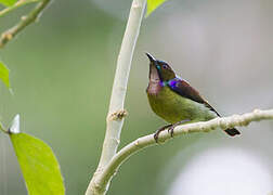 Brown-throated Sunbird