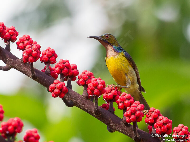 Brown-throated Sunbird