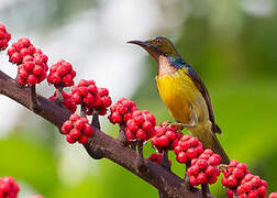 Brown-throated Sunbird