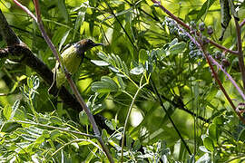 Grey-throated Sunbird