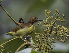 Red-throated Sunbird