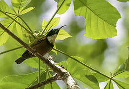 Buff-throated Sunbird