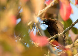 Green-throated Sunbird