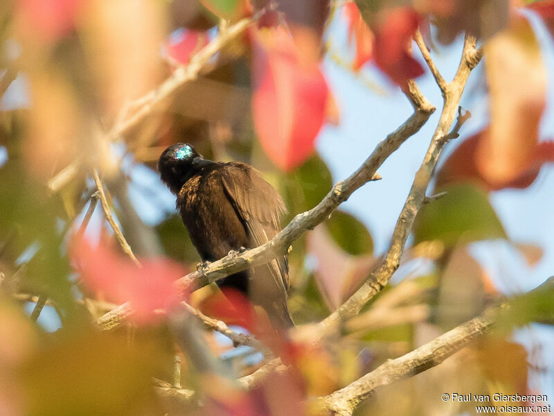 Green-throated Sunbird