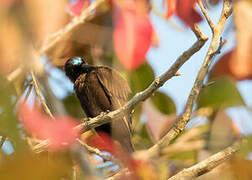 Green-throated Sunbird