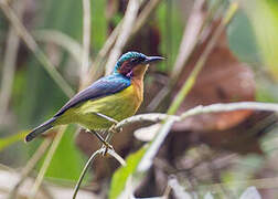 Ruby-cheeked Sunbird