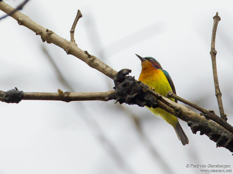 Ruby-cheeked Sunbird male adult