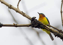 Ruby-cheeked Sunbird