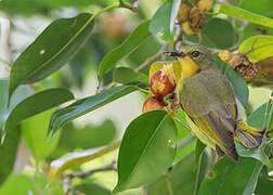 Ruby-cheeked Sunbird