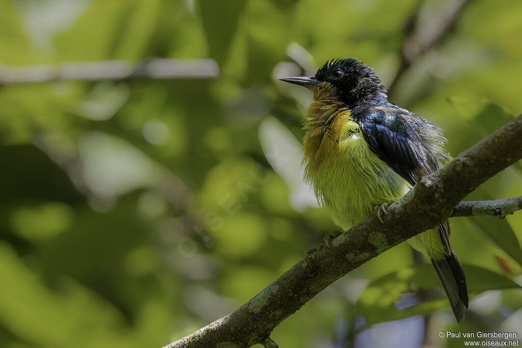 Ruby-cheeked Sunbird male adult