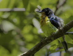 Ruby-cheeked Sunbird