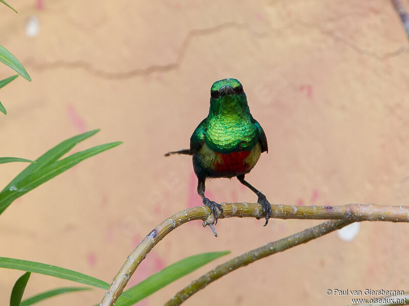 Beautiful Sunbird