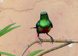 Beautiful Sunbird