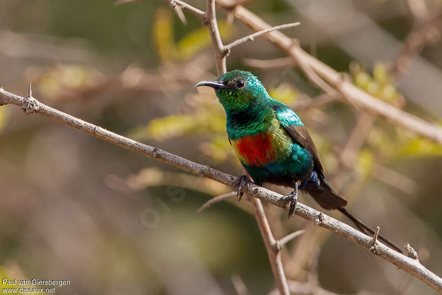 Beautiful Sunbird male adult breeding, pigmentation