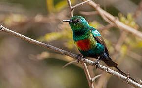 Beautiful Sunbird