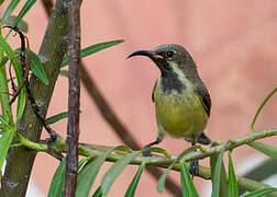 Beautiful Sunbird