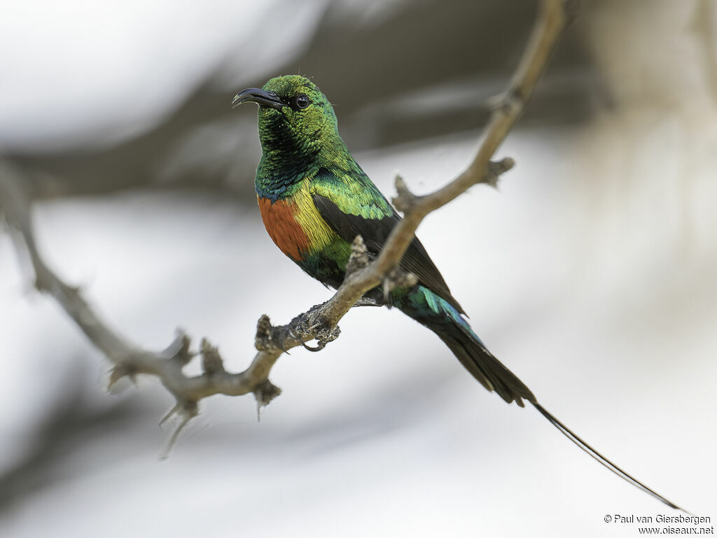 Beautiful Sunbird male adult